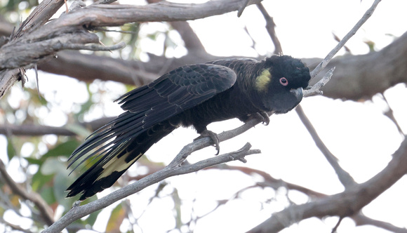 2023 11 23 Yellow Tailed Black Cockatoo Millers Landing Wilsons Promontory Victoria Australia B81A6012