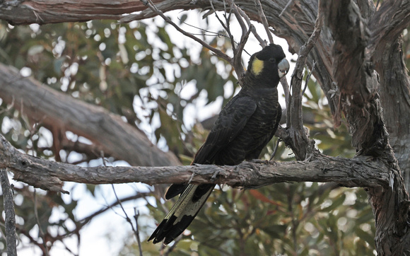 2023 11 23 Yellow Tailed Black Cockatoo Millers Landing Wilsons Promontory Victoria Australia B81A6016