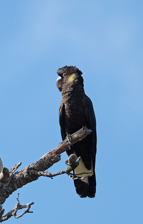 2023 11 23 Yellow Tailed Black Cockatoo Millers Landing Wilsons Promontory Victoria Australia B81A6055