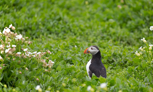 2019 06 15 Puffin Farne Islands Northumberland_Z5A7950