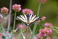 2009 5 13 Scarce Swallowtail Alpilles France IMG_5006 (2)