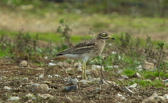 2021 10 24 Stone Curlew Great Cressingham Norfolk_Z5A7497