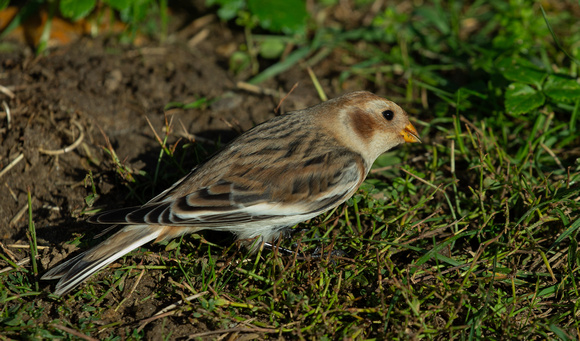 2021 11 02 Snow Bunting Overstrand Norfolk_Z5A8850