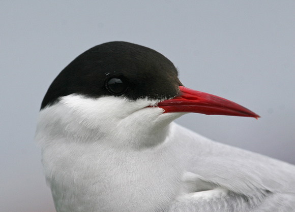 Arctic Tern Northumberland IMG_5082