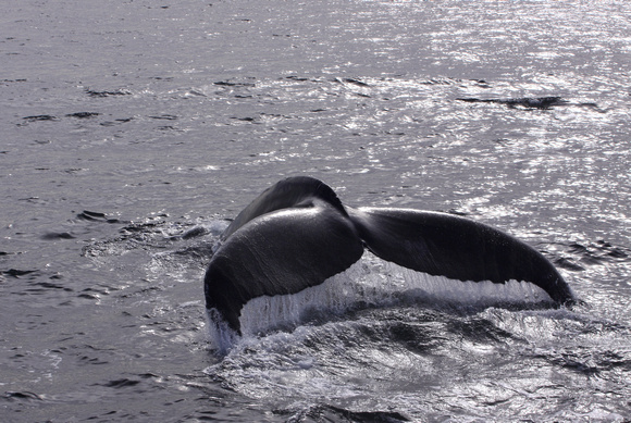 Humpback Whale USA IMG_6835