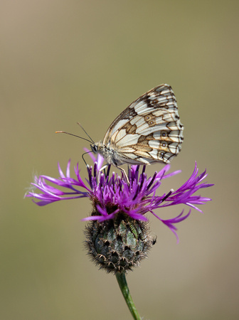 2019 07 06 Marbled White Durleston Country Park Dorset_Z5A9334 (2)