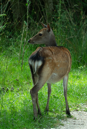2019 07 06 Sika Deer Brownsea Island Dorset_Z5A9001 (2)