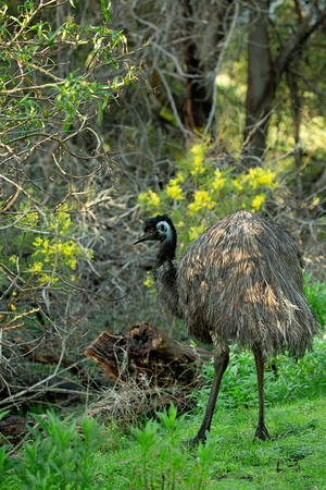 2019 07 24 Emu Tower Hill Reserve Victoria Australia_Z5A1863