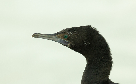 2019 07 24 Little Black Cormorant Port Fairy Victoria Australia_Z5A2504
