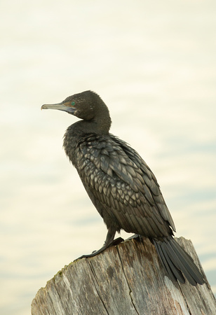 2019 07 24 Little Black Cormorant Port Fairy Victoria Australia_Z5A2515