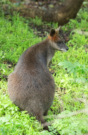 2019 07 24 Swamp Wallaby Tower Hill Reserve Victoria Australia_Z5A1995