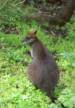 2019 07 24 Swamp Wallaby Tower Hill Reserve Victoria Australia_Z5A2026