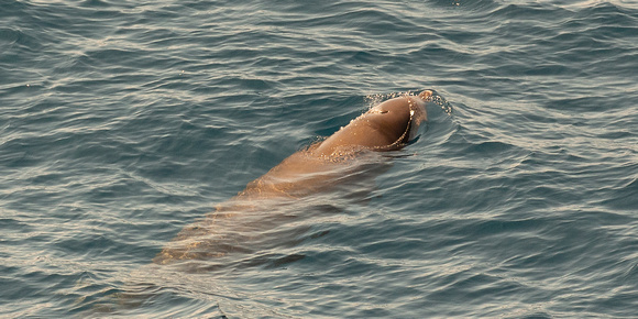 2019 08 07 Cuviers Beaked Whale Bay of Biscay Spain_Z5A4649