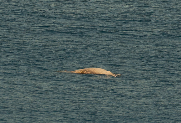 2019 08 07 Cuviers Beaked Whale Bay of Biscay Spain_Z5A4509