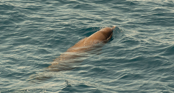 2019 08 07 Cuviers Beaked Whale Bay of Biscay Spain_Z5A4650