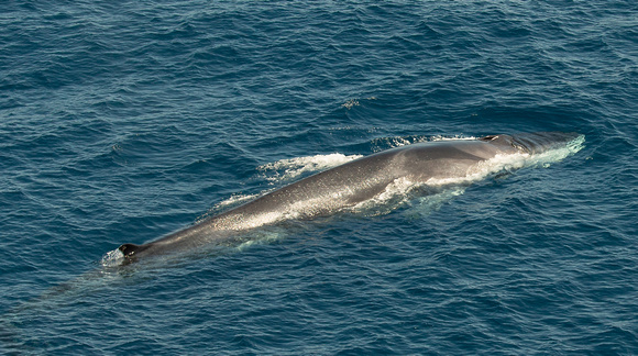 2019 08 07 Fin Whale Bay of Biscay Spain_Z5A4319