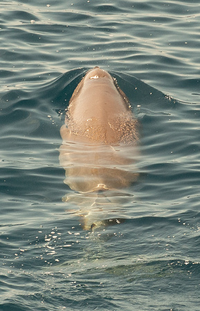2019 08 07 Cuviers Beaked Whale Bay of Biscay Spain_Z5A4663