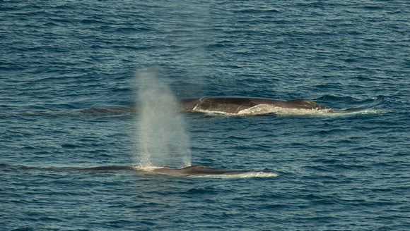 2019 08 07 Fin Whale Bay of Biscay Spain_Z5A4338