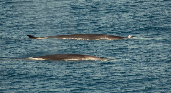 2019 08 07 Fin Whale Bay of Biscay Spain_Z5A4341