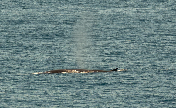 2019 08 07 Fin Whale Bay of Biscay Spain_Z5A4633