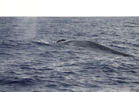 Blue Whale Sri Lanka_MG_1309