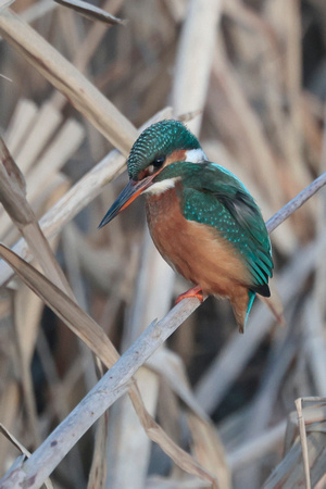 2024 01 22 Kingfisher Cley NWT Norfolk_81A3813