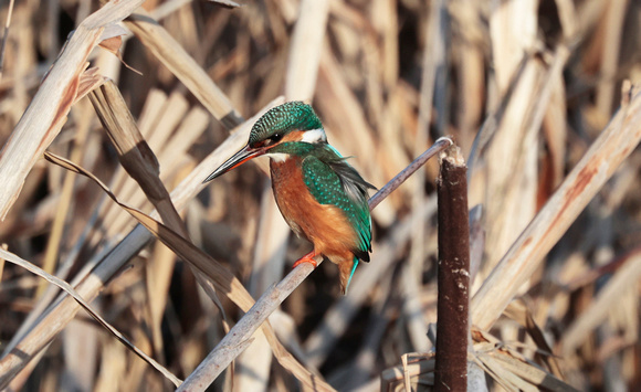 2024 01 22 Kingfisher Cley NWT Norfolk_81A3783