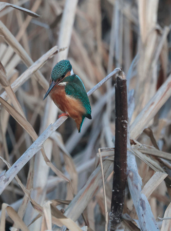 2024 01 22 Kingfisher Cley NWT Norfolk_81A3937