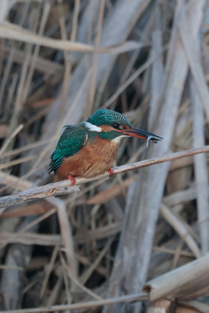 2024 01 22 Kingfisher Cley NWT Norfolk_81A4073