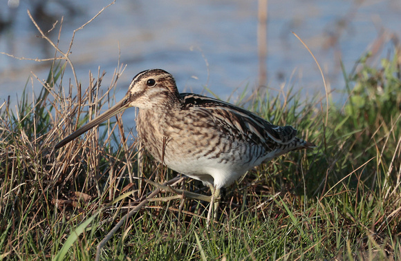 2024 01 22 Snipe Cley NWT Norfolk_81A3634