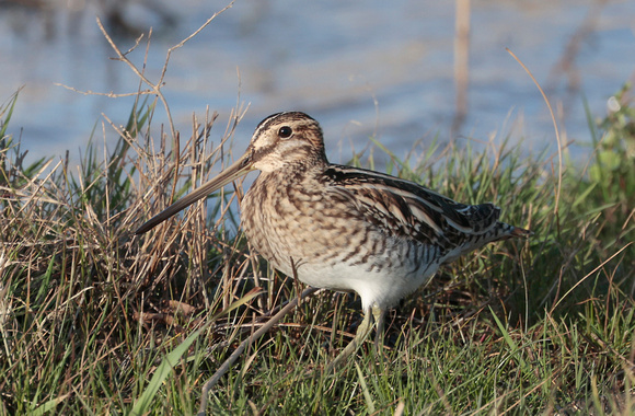 2024 01 22 Snipe Cley NWT Norfolk_81A3635
