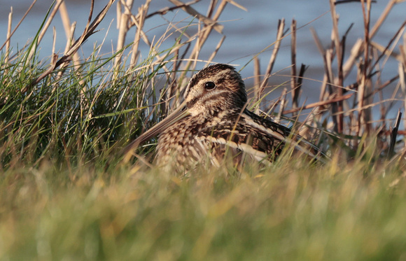 2024 01 22 Snipe Cley NWT Norfolk_81A3702