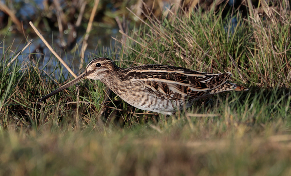 2024 01 22 Snipe Cley NWT Norfolk_81A3646