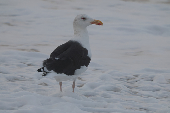 2024 11 28 Great Black backed Gull Sheringham Norfolk_81A3890