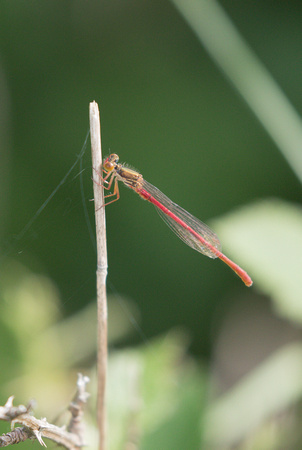 2022 06 13 Small Red Damselfly Ogden Car Park Latchmore Bottom Hampshire_Z5A5125