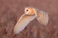 2025 03 09 Barn Owl Cley next the Sea Norfolk_81A0842