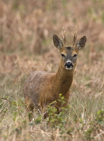 Roe Deer Norfolk_MG_9923