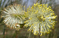 Willow NorfolkP1040495
