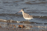 2024 12 29 Bar tailed Godwit Holme Norfolk_81A5975