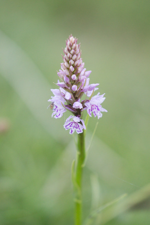 2022 06 08 Common Spotted Orchid Beeston Common Norfolk_Z5A4270