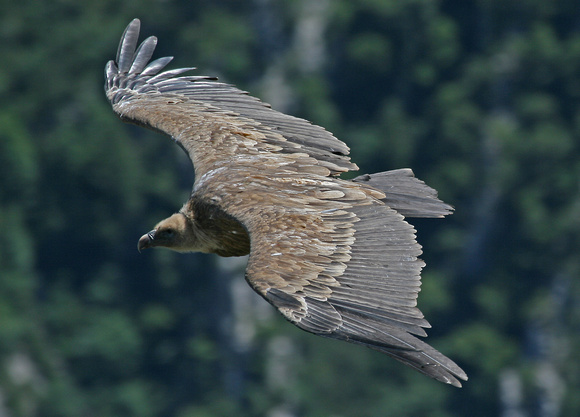 Griffon Vulture France IMG_1028