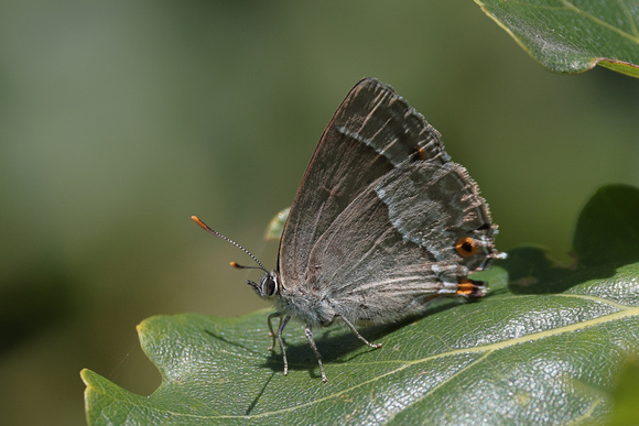 2024 07 17 Purple Hairstreak Wiveton Down Norfolk_81A5860