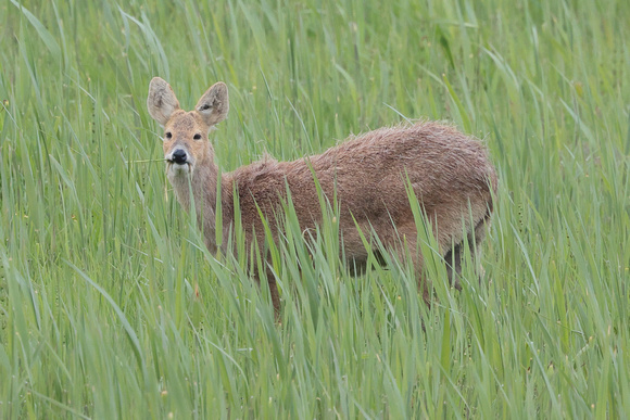 2025 05 07 Chinese Water Deer Carlton Marshes Lowestoft Suffolk_81A8687