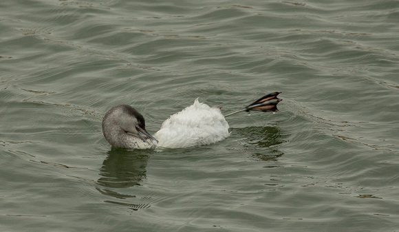 2019 11 23 Red throated Diver Wells Norfolk_Z5A0067