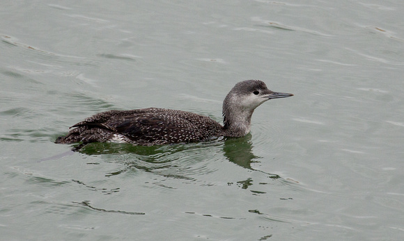 2019 11 23 Red throated Diver Wells Norfolk_Z5A9978