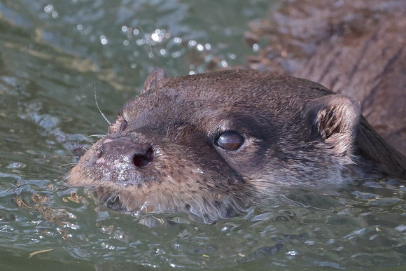 2025 03 20 Otter Mildenhall Norfolk_81A2502