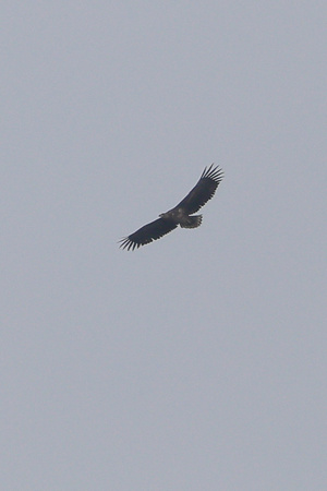 2024 03 14 White tailed Eagle Cromer Norfolk_81A2158
