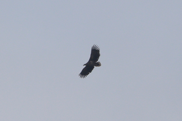 2024 03 14 White tailed Eagle Cromer Norfolk_81A2139