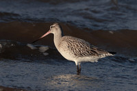 2024 12 29 Bar tailed Godwit Holme Norfolk_81A6023