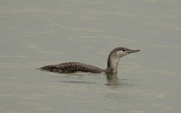 2021 11 11 Red throated Diver Salthouse Norfolk_Z5A9977